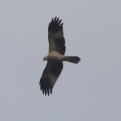 Haliastur sphenurus (Whistling Kite) at Pialligo, ACT - 10 Jul 2017 by Alison Milton