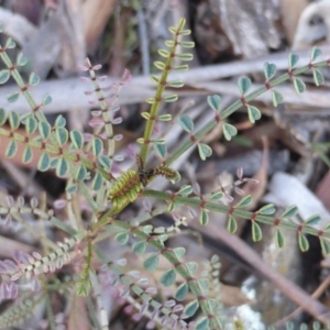 Indigofera adesmiifolia at Isaacs, ACT - 10 Jul 2017