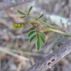 Indigofera adesmiifolia at Isaacs, ACT - 10 Jul 2017