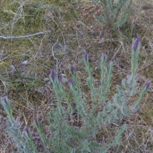 Lavandula stoechas at Isaacs, ACT - 10 Jul 2017 04:26 PM