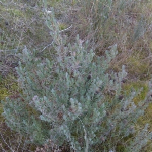 Lavandula stoechas at Isaacs, ACT - 10 Jul 2017 04:26 PM