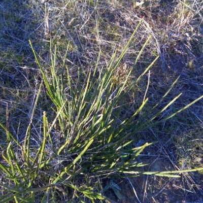 Cytisus scoparius subsp. scoparius (Scotch Broom, Broom, English Broom) at Isaacs Ridge - 10 Jul 2017 by Mike