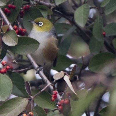 Zosterops lateralis (Silvereye) at Pialligo, ACT - 10 Jul 2017 by Alison Milton