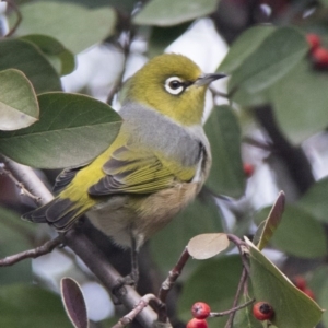 Zosterops lateralis at Pialligo, ACT - 10 Jul 2017 01:01 PM