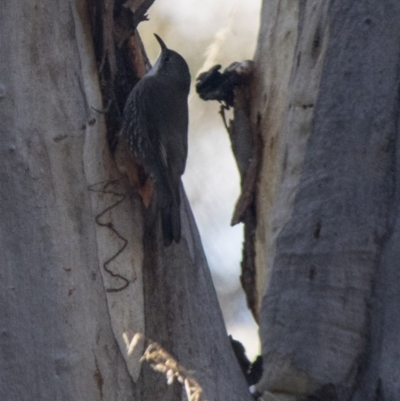 Cormobates leucophaea (White-throated Treecreeper) at Acton, ACT - 6 Jul 2017 by Alison Milton