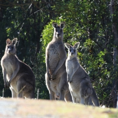 Macropus giganteus (Eastern Grey Kangaroo) at Paddys River, ACT - 25 Jun 2017 by AlisonMilton