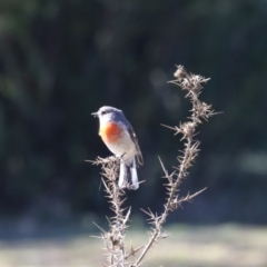 Petroica boodang (Scarlet Robin) at Paddys River, ACT - 24 Jun 2017 by Alison Milton