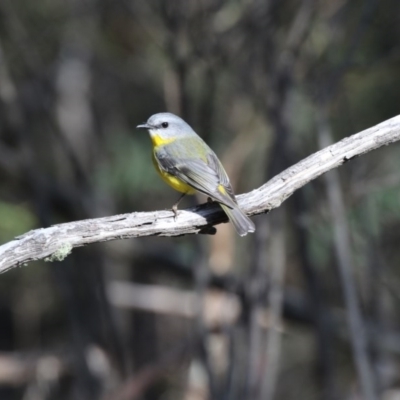 Eopsaltria australis (Eastern Yellow Robin) at Paddys River, ACT - 25 Jun 2017 by AlisonMilton