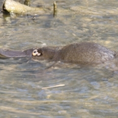 Ornithorhynchus anatinus (Platypus) at Tidbinbilla Nature Reserve - 25 Jun 2017 by AlisonMilton