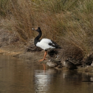 Anseranas semipalmata at Paddys River, ACT - 25 Jun 2017