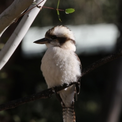 Dacelo novaeguineae (Laughing Kookaburra) at Paddys River, ACT - 25 Jun 2017 by AlisonMilton