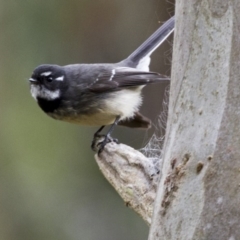 Rhipidura albiscapa (Grey Fantail) at Canberra Central, ACT - 16 Jun 2017 by AlisonMilton