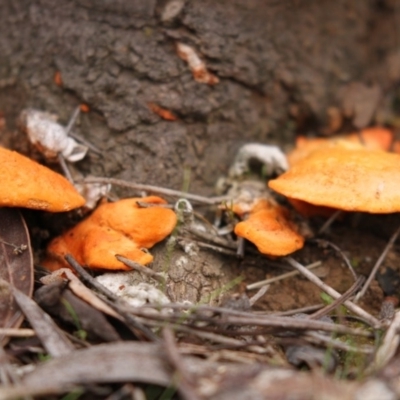 Trametes (old Pycnoporus sp.) (Scarlet Bracket) at Acton, ACT - 16 Jun 2017 by AlisonMilton