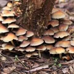 Hypholoma sp. (Hypholoma) at Acton, ACT - 16 Jun 2017 by AlisonMilton