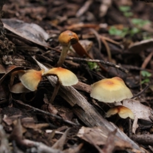 Hypholoma sp. at Acton, ACT - 16 Jun 2017