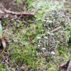 Cladonia sp. (genus) (Cup Lichen) at ANBG - 15 Jun 2017 by Alison Milton