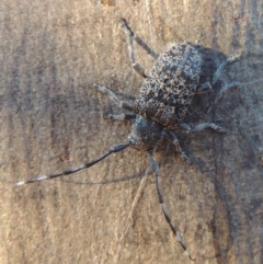 Ancita australis (Longicorn or longhorn beetle) at Paddys River, ACT - 22 Jan 2017 by MichaelBedingfield