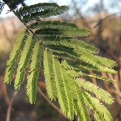 Acacia dealbata (Silver Wattle) at Paddys River, ACT - 22 Jan 2017 by MichaelBedingfield