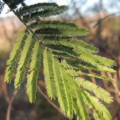 Acacia dealbata (Silver Wattle) at Paddys River, ACT - 22 Jan 2017 by MichaelBedingfield