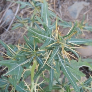 Xanthium spinosum at Paddys River, ACT - 22 Jan 2017 08:26 PM