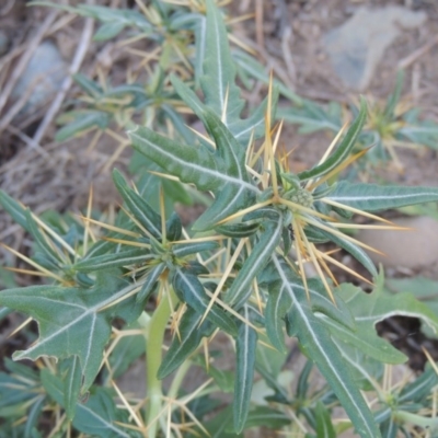 Xanthium spinosum (Bathurst Burr) at Paddys River, ACT - 22 Jan 2017 by michaelb