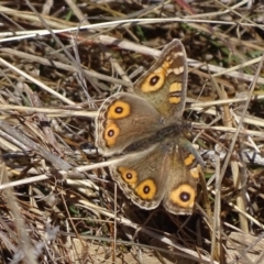 Junonia villida (Meadow Argus) at Red Hill, ACT - 7 Jul 2017 by roymcd