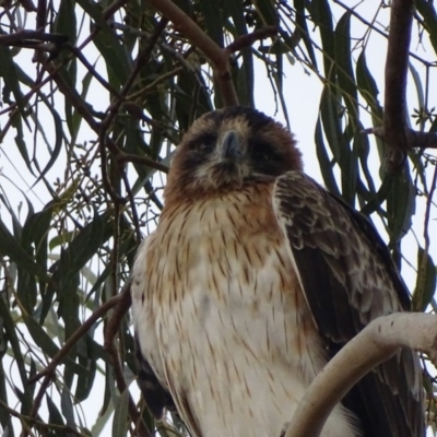 Hieraaetus morphnoides (Little Eagle) at Garran, ACT - 8 Jul 2017 by roymcd