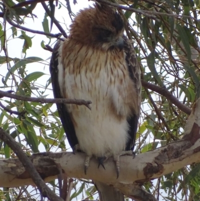 Hieraaetus morphnoides (Little Eagle) by roymcd