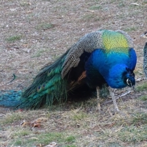 Pavo cristatus at Narrabundah, ACT - 10 Jul 2017