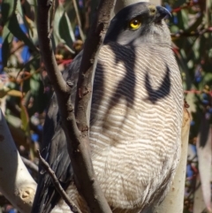 Accipiter fasciatus (Brown Goshawk) at Red Hill, ACT - 11 Jul 2017 by roymcd