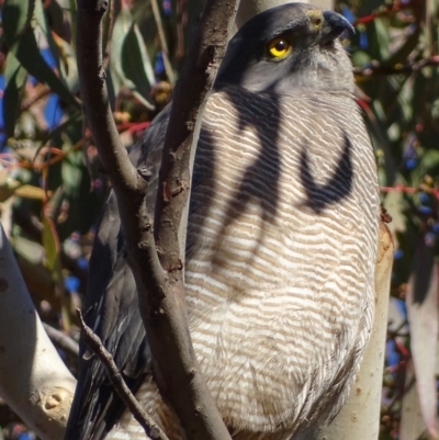 Tachyspiza fasciata (Brown Goshawk) at Red Hill, ACT - 11 Jul 2017 by roymcd