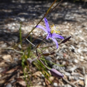 Thelionema caespitosum at Molonglo Valley, ACT - 1 Dec 2016