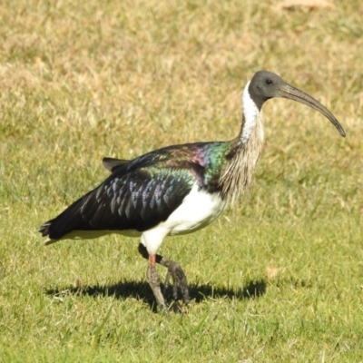 Threskiornis spinicollis (Straw-necked Ibis) at Campbell, ACT - 2 Jul 2017 by Qwerty