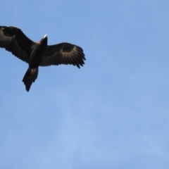 Aquila audax (Wedge-tailed Eagle) at Manar, NSW - 10 Jul 2017 by Qwerty