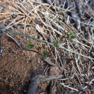 Gonocarpus tetragynus at Hackett, ACT - 11 Jul 2017