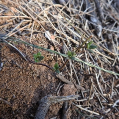 Gonocarpus tetragynus (Common Raspwort) at Hackett, ACT - 10 Jul 2017 by Qwerty