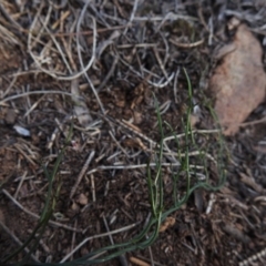 Gonocarpus tetragynus at Hackett, ACT - 11 Jul 2017