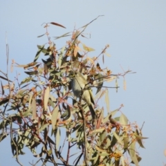 Caligavis chrysops (Yellow-faced Honeyeater) at Hackett, ACT - 10 Jul 2017 by Qwerty