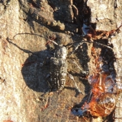 Ancita sp. (genus) (Longicorn or longhorn beetle) at Paddys River, ACT - 22 Jan 2017 by MichaelBedingfield