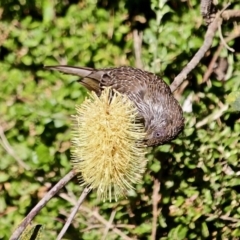 Anthochaera chrysoptera (Little Wattlebird) at Wapengo, NSW - 8 May 2017 by RossMannell