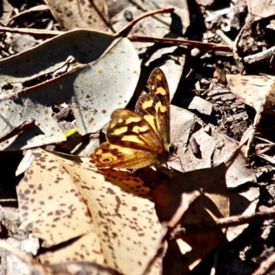 Heteronympha banksii (Banks' Brown) at Wapengo, NSW - 9 May 2017 by RossMannell