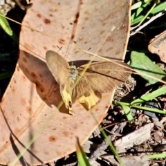 Hypocysta metirius (Brown Ringlet) at Wapengo, NSW - 9 May 2017 by RossMannell