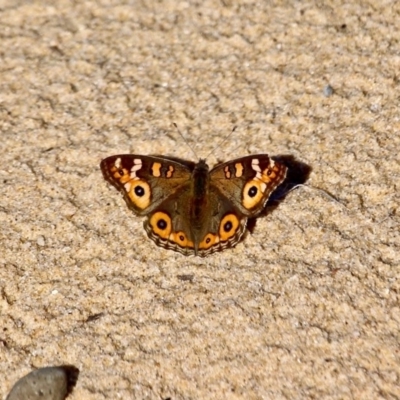 Junonia villida (Meadow Argus) at Wapengo, NSW - 9 May 2017 by RossMannell