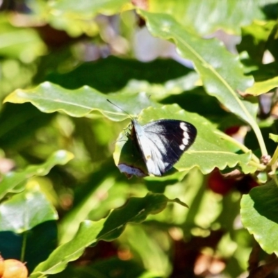 Delias nigrina (Black Jezebel) at Wapengo, NSW - 9 May 2017 by RossMannell