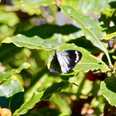 Delias nigrina (Black Jezebel) at Wapengo, NSW - 8 May 2017 by RossMannell