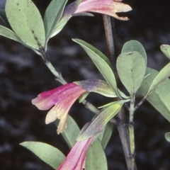 Prostanthera porcata at Mogo, NSW - 16 Nov 1997 by BettyDonWood