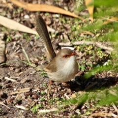 Malurus cyaneus (Superb Fairywren) at Wapengo, NSW - 11 May 2017 by RossMannell