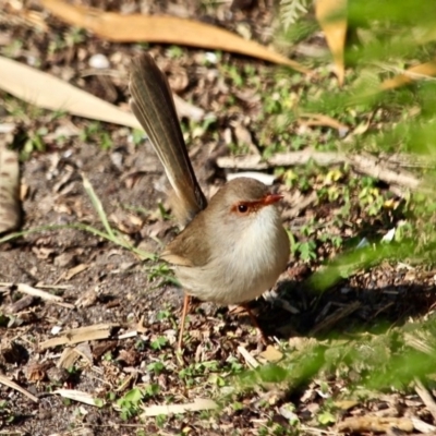 Malurus cyaneus (Superb Fairywren) at Wapengo, NSW - 11 May 2017 by RossMannell