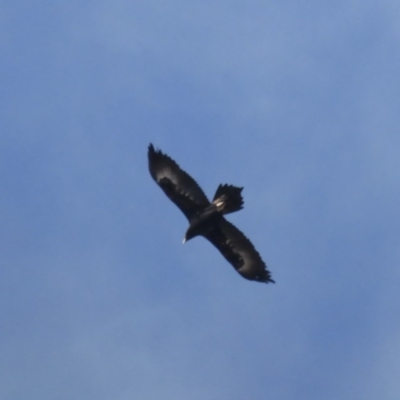 Aquila audax (Wedge-tailed Eagle) at Symonston, ACT - 12 Jul 2017 by Mike