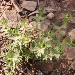 Pimelea sp. at Gundaroo, NSW - 5 Oct 2014 06:28 AM